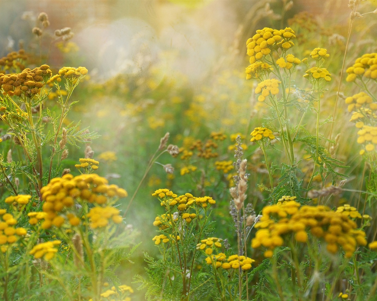 Frühlingsblumen blühen HD Wallpaper #8 - 1280x1024