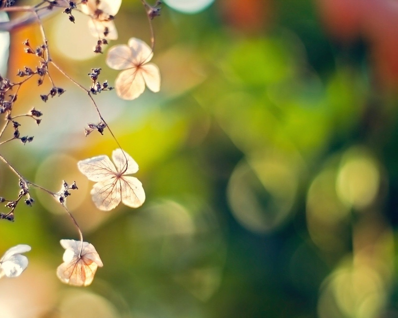 Frühlingsblumen blühen HD Wallpaper #11 - 1280x1024