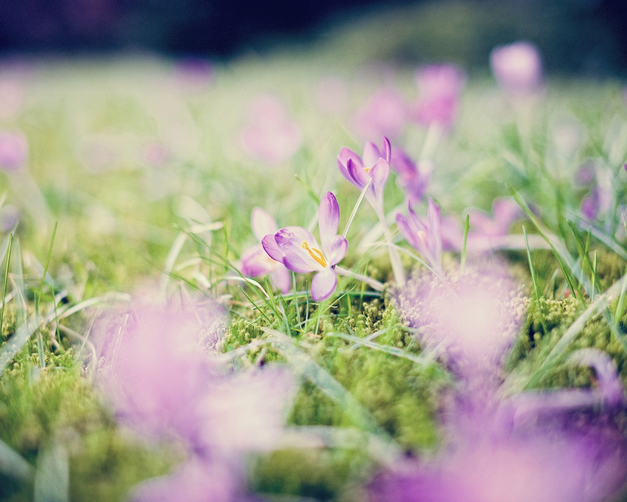 Spring flowers bloom HD Wallpapers #14 - 1280x1024