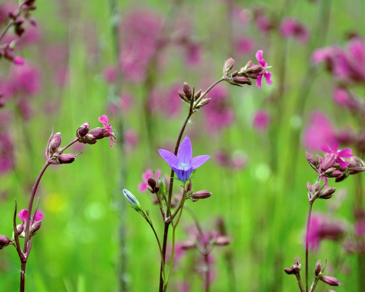 Frühlingsblumen blühen HD Wallpaper #16 - 1280x1024