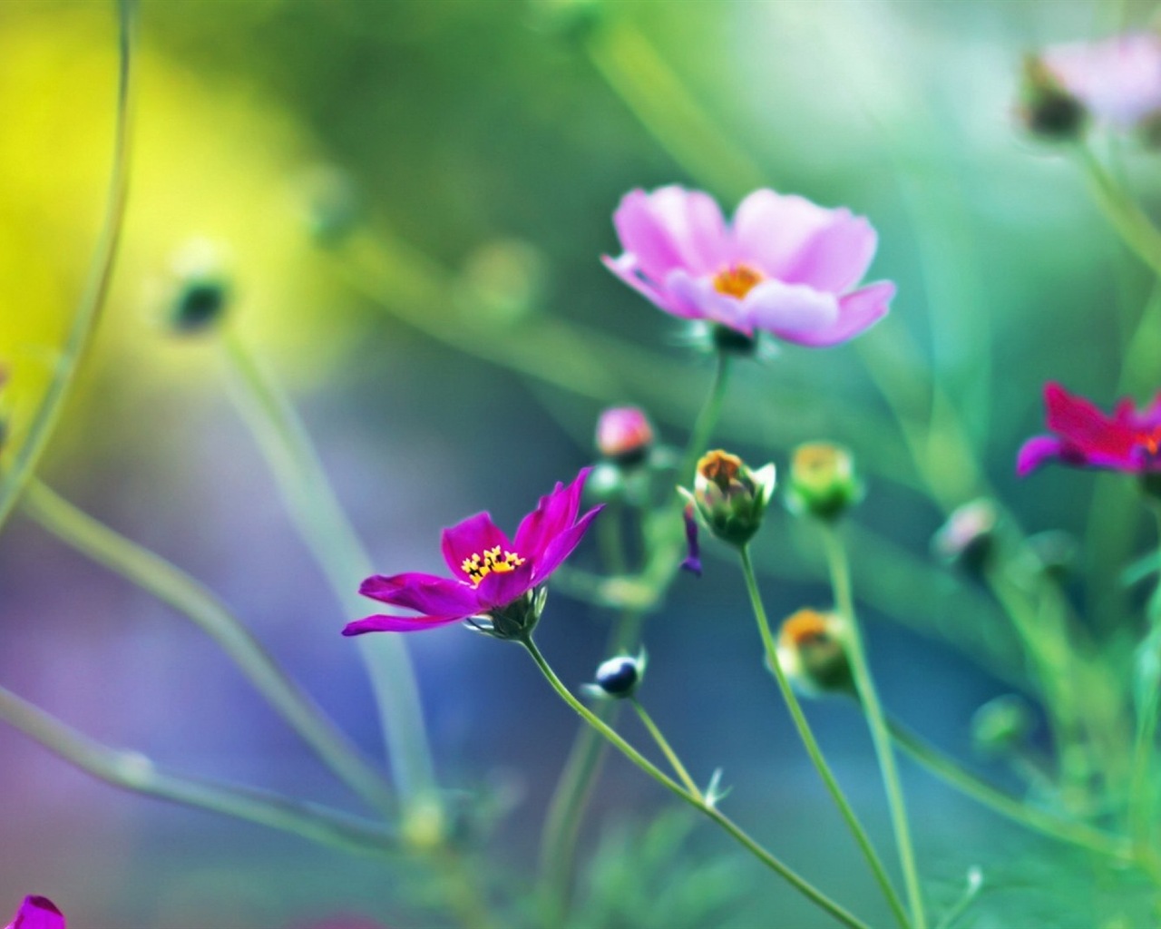 春天百花盛開 高清壁紙 #17 - 1280x1024