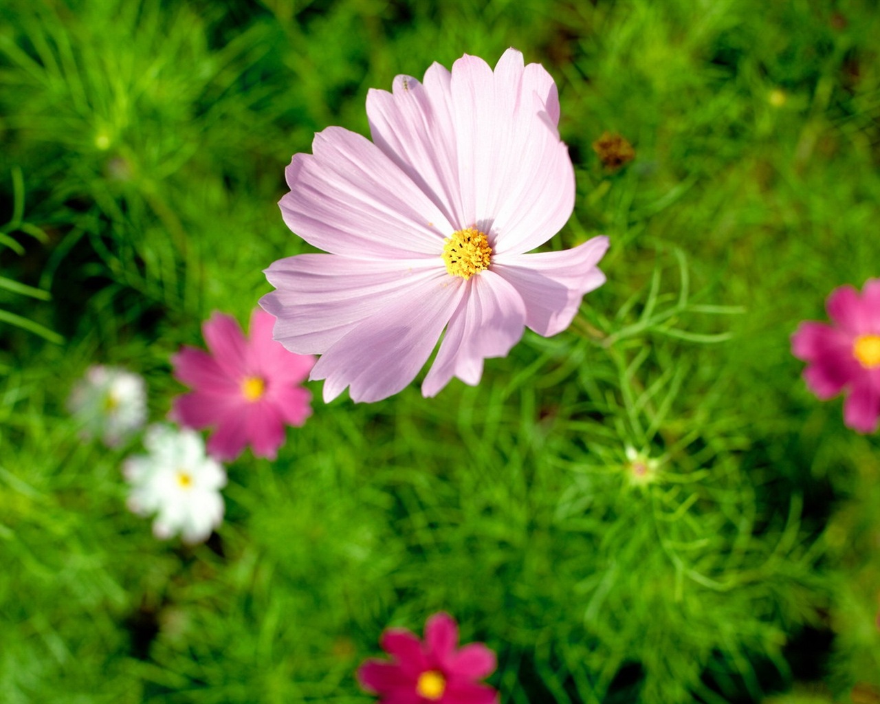 Fleurs de printemps fleurissent fonds d'écran HD #18 - 1280x1024
