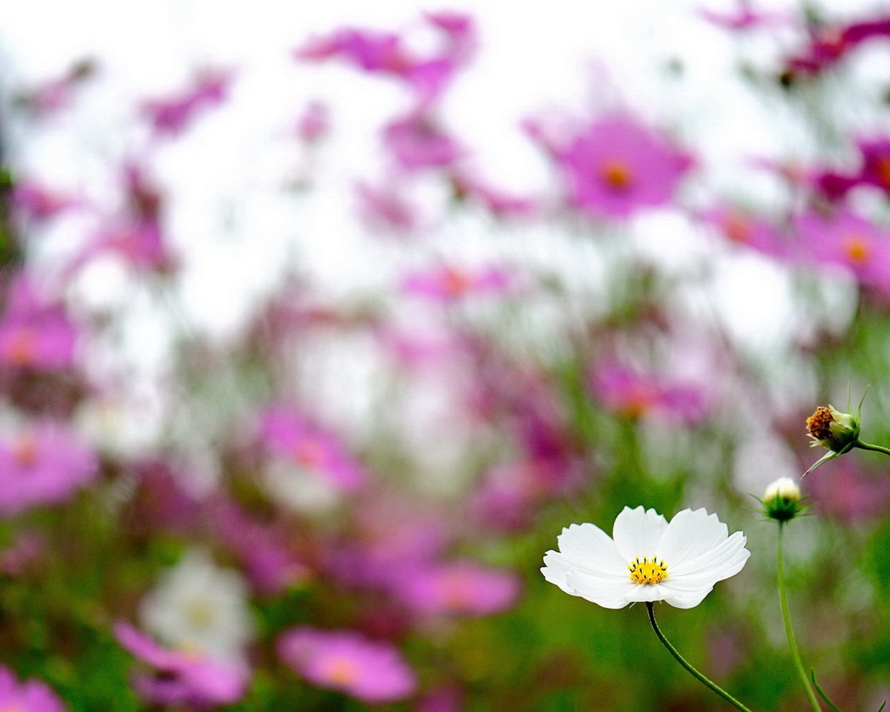 Fleurs de printemps fleurissent fonds d'écran HD #19 - 1280x1024
