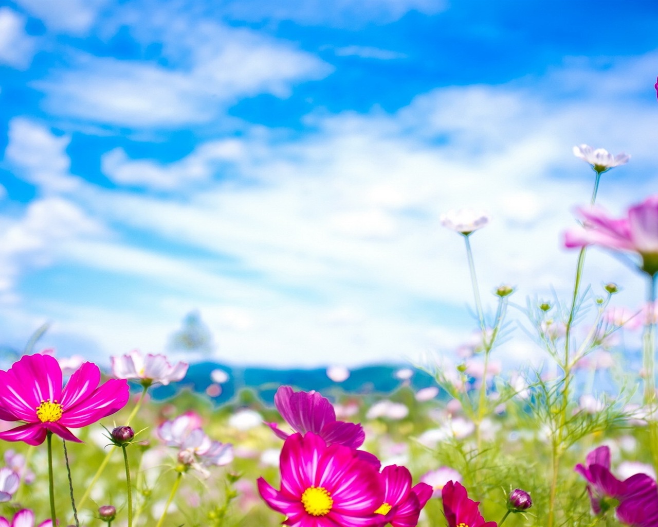 Fleurs de printemps fleurissent fonds d'écran HD #20 - 1280x1024