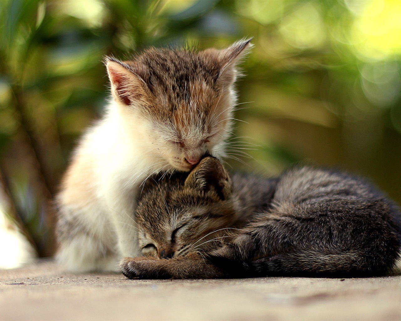 Animal fun, Windows 8 HD wallpapers #1 - 1280x1024