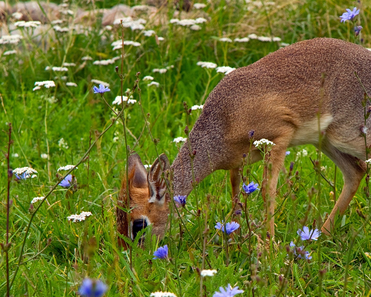 Animal zábava, Windows 8 HD tapety na plochu #2 - 1280x1024