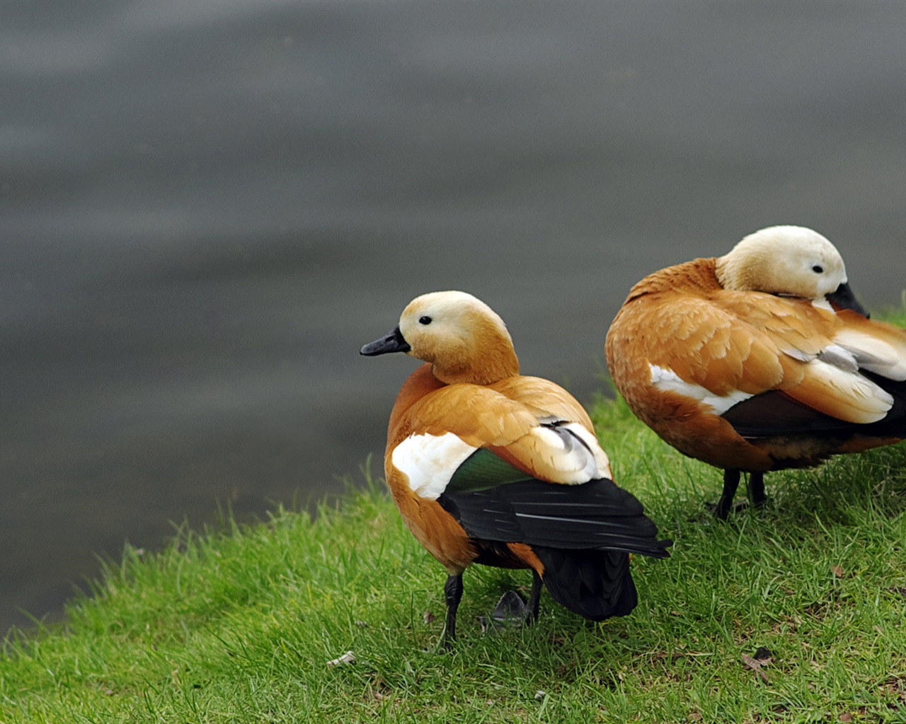 動物の楽しい、Windows 8のHDの壁紙 #3 - 1280x1024