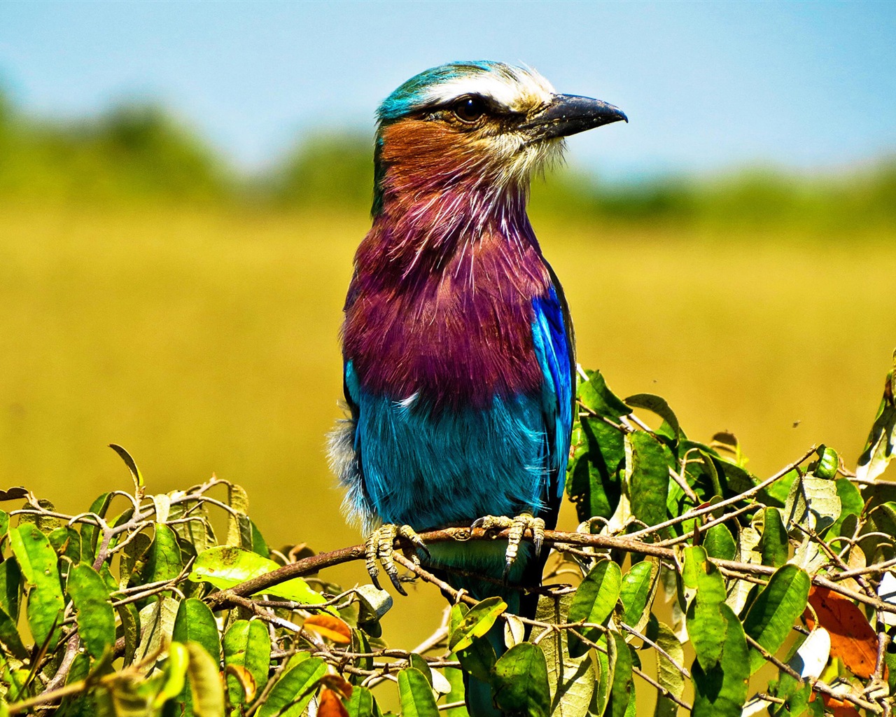 Divertidas de los animales, de Windows 8 fondos de pantalla de alta definición #4 - 1280x1024