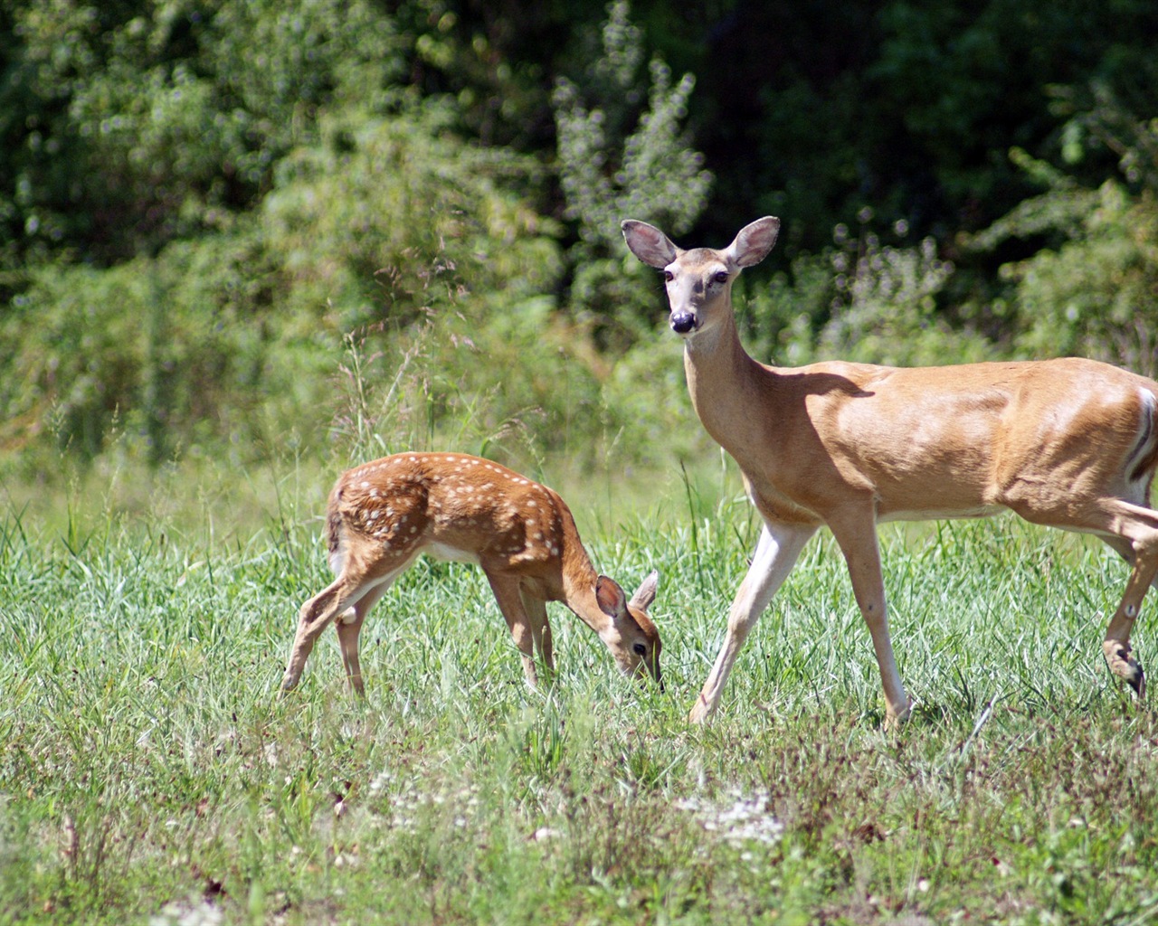 Fun animaux, Windows 8 fonds d'écran HD #6 - 1280x1024