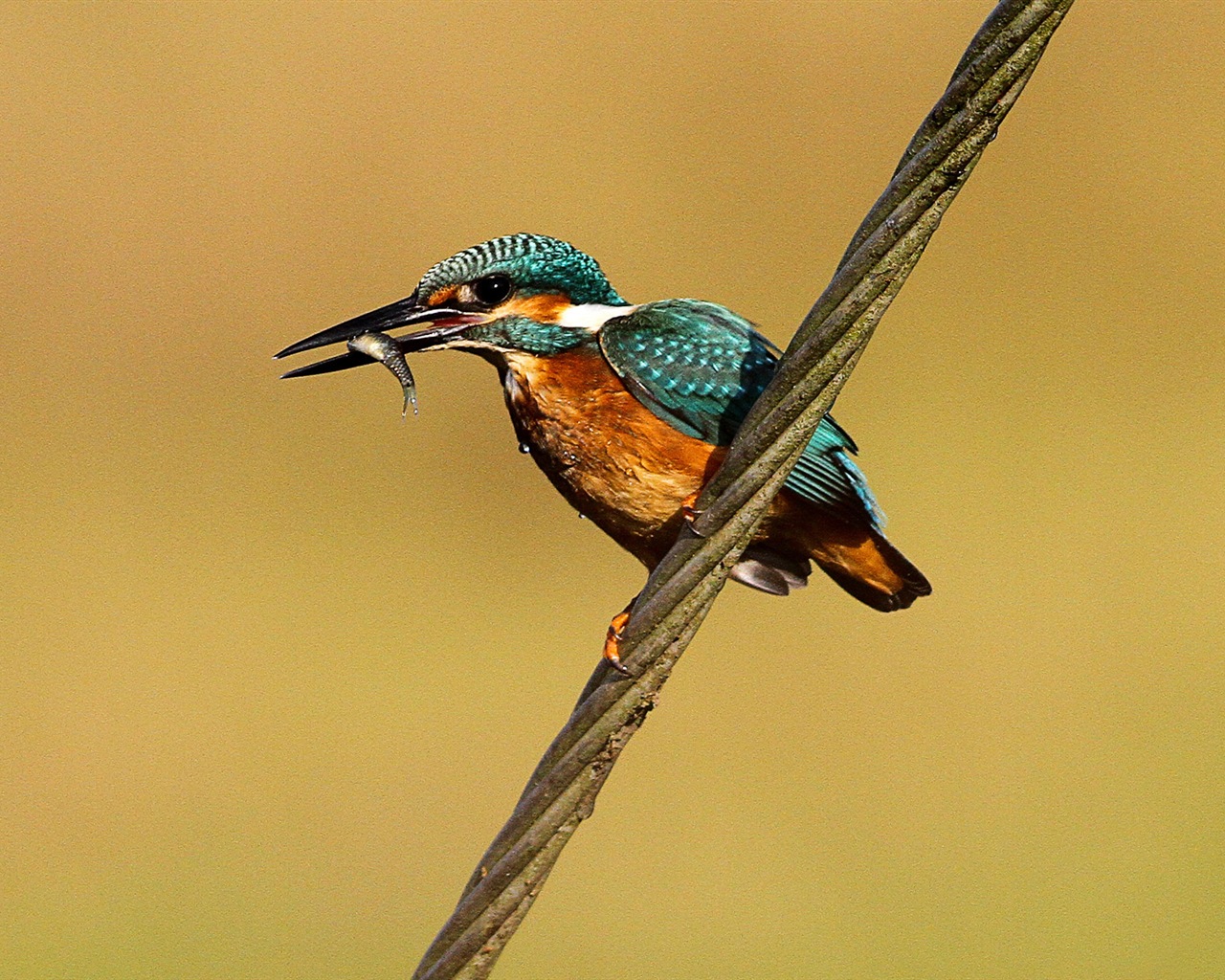 Divertidas de los animales, de Windows 8 fondos de pantalla de alta definición #10 - 1280x1024