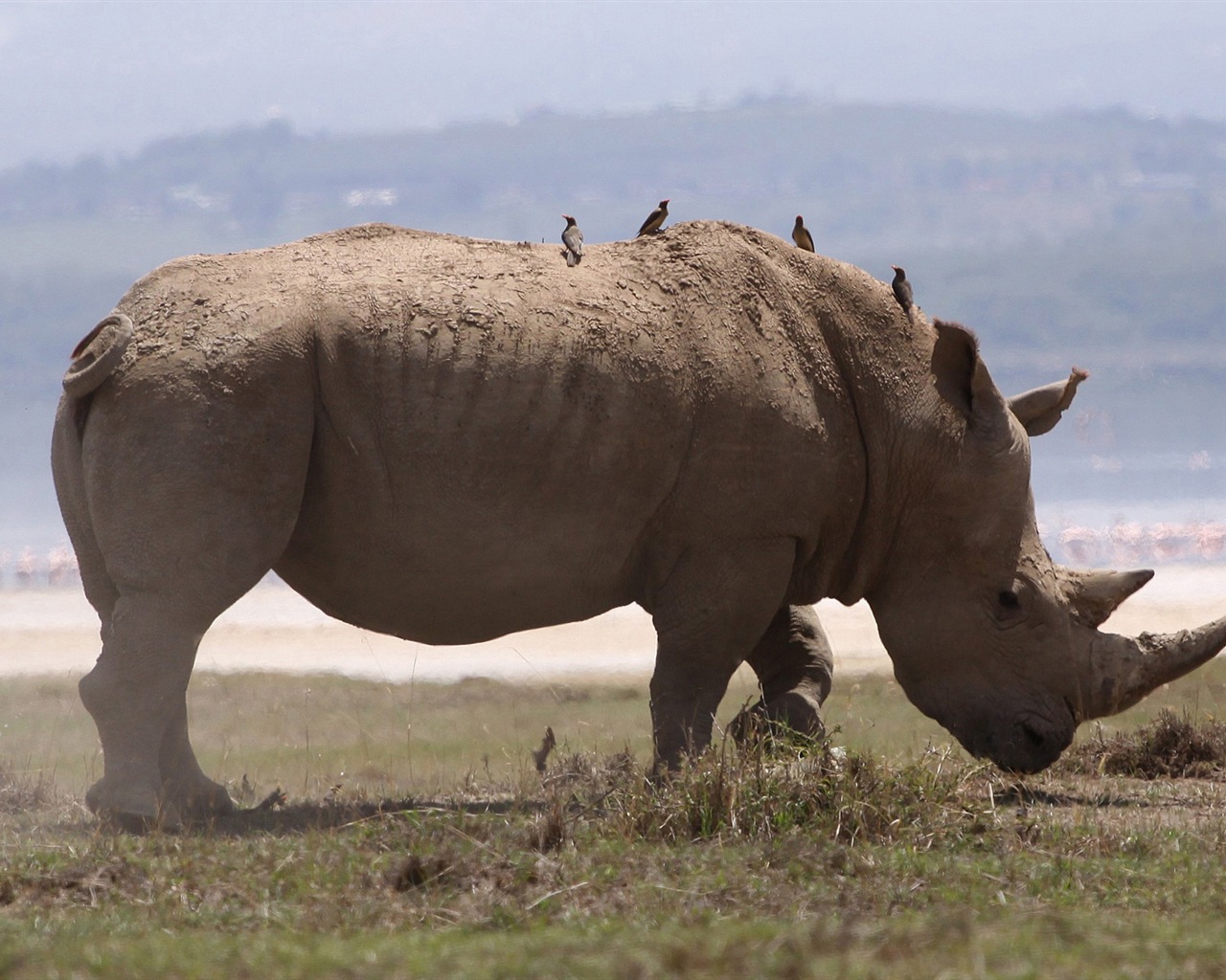 動物の楽しい、Windows 8のHDの壁紙 #16 - 1280x1024