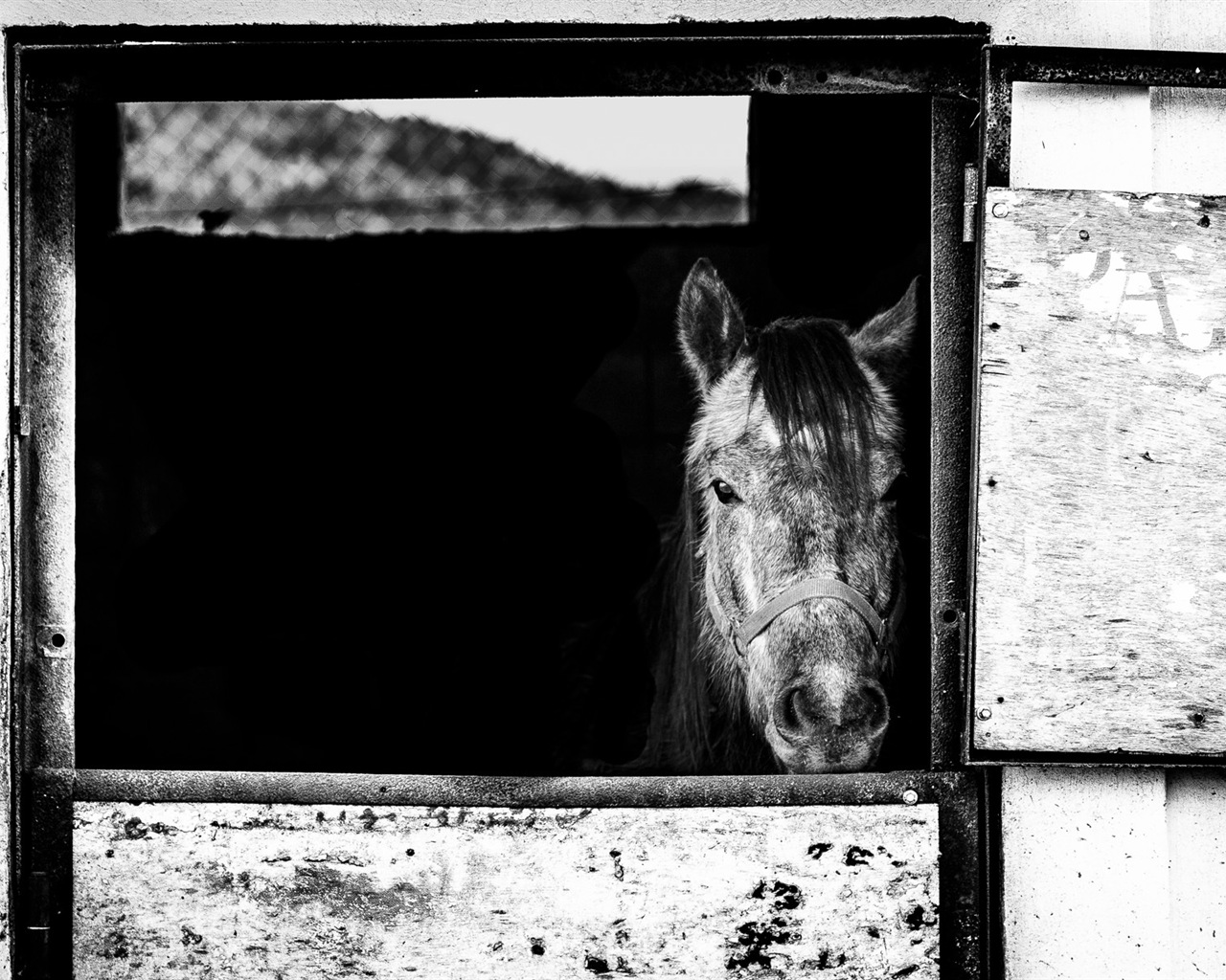 Divertidas de los animales, de Windows 8 fondos de pantalla de alta definición #19 - 1280x1024