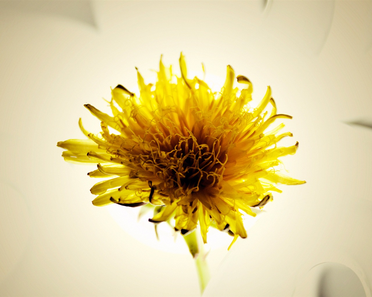 Umělecké fotografie, Windows 8 HD tapety na plochu #8 - 1280x1024