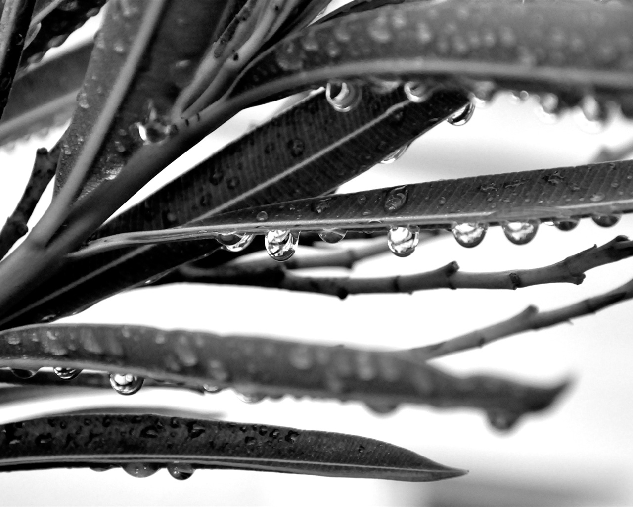 Umělecké fotografie, Windows 8 HD tapety na plochu #10 - 1280x1024