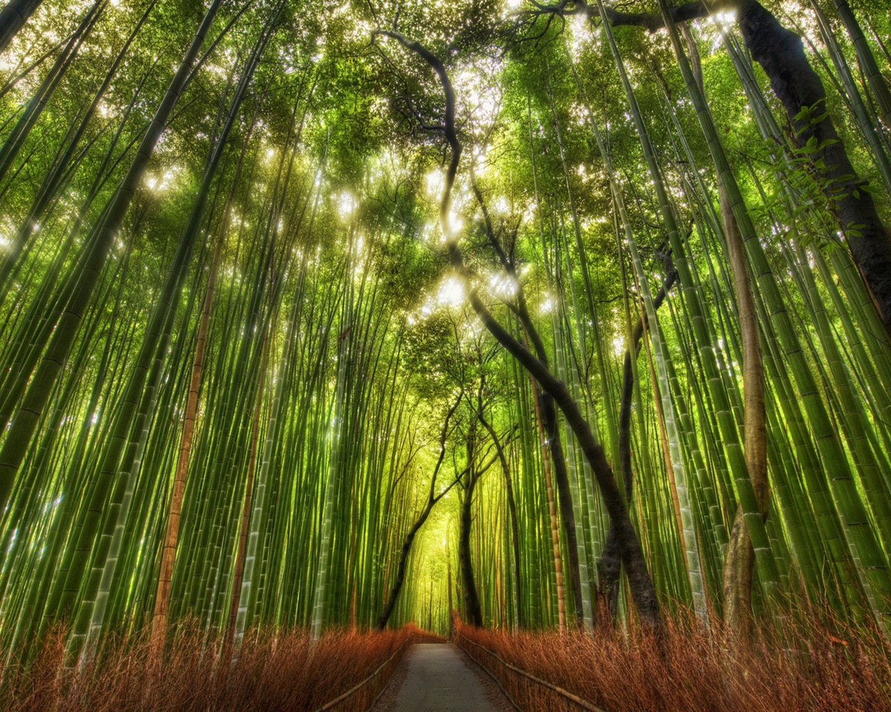 Windows 10 Preview wallpapers pack (1) #20 - 1280x1024