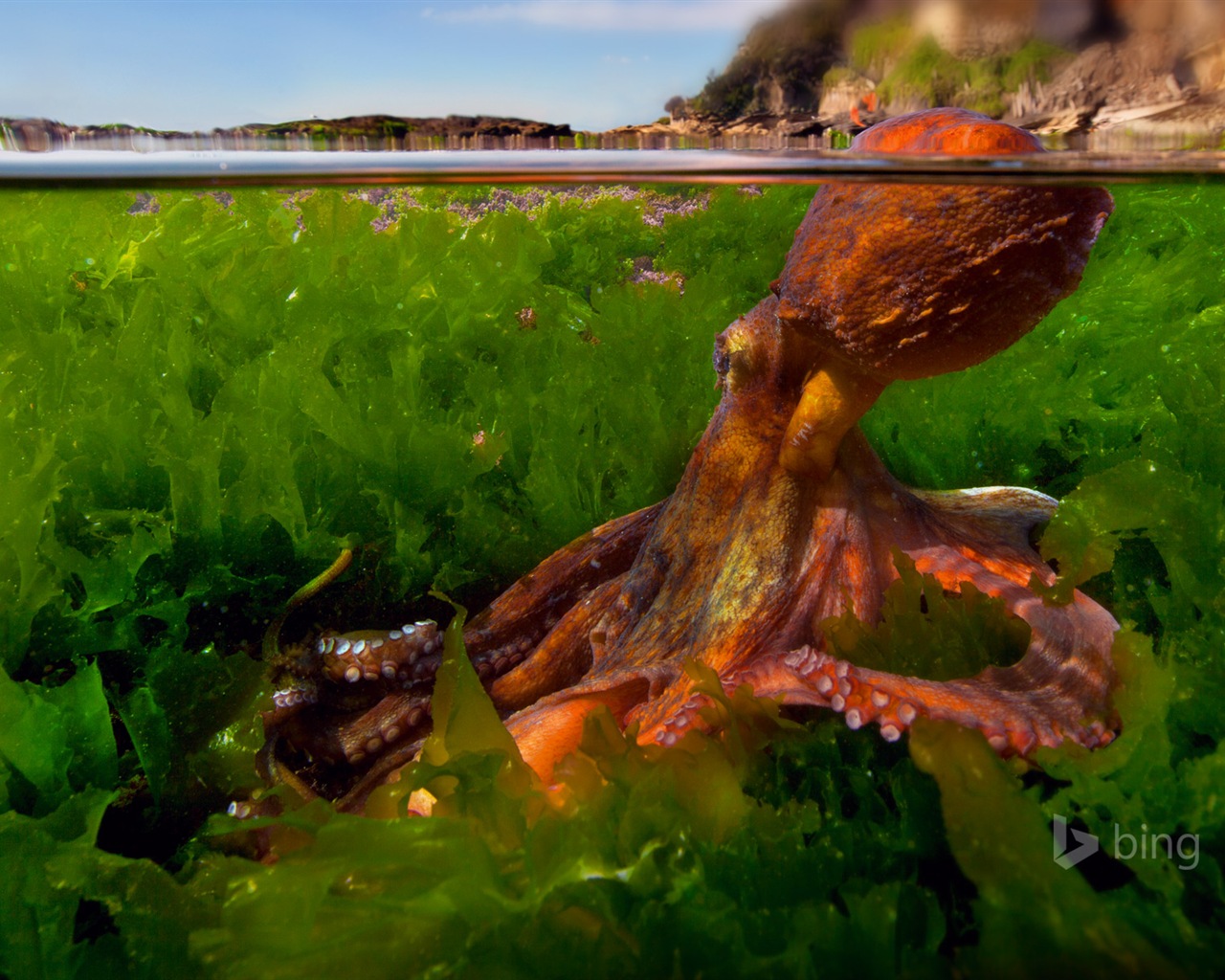 March 2015 Bing HD wallpapers #4 - 1280x1024