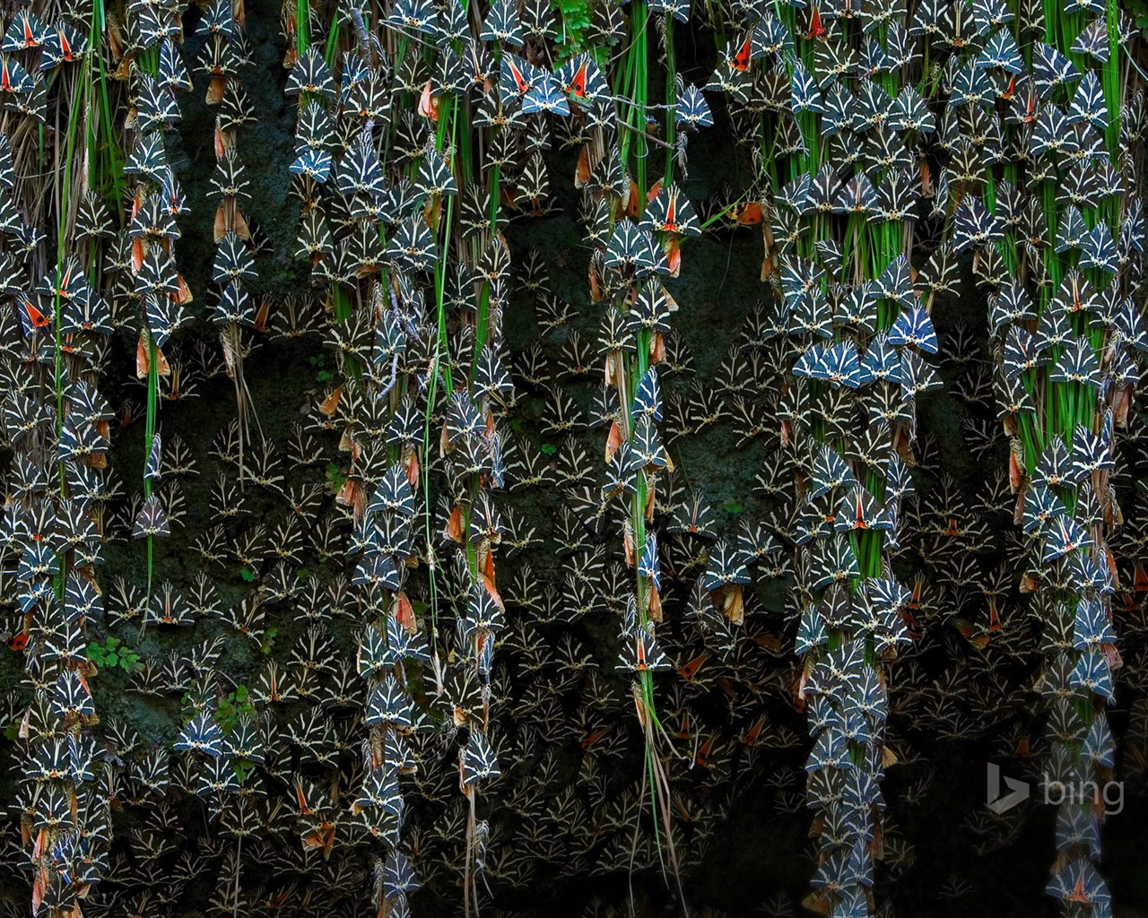 Dubna 2015 Bing HD tapety na plochu #4 - 1280x1024