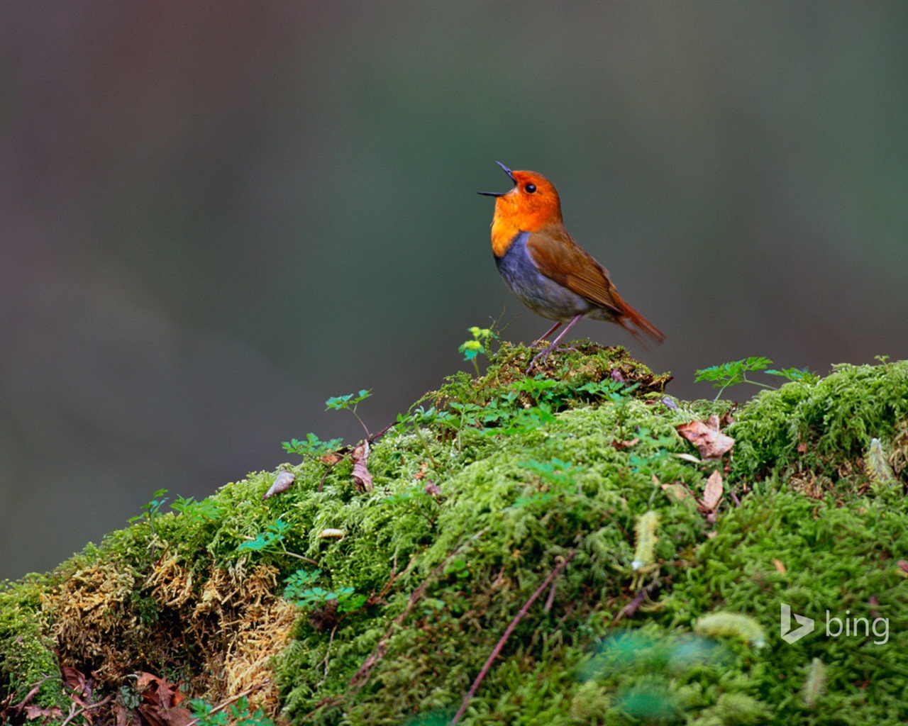 Avril 2015 fonds d'écran HD Bing #8 - 1280x1024