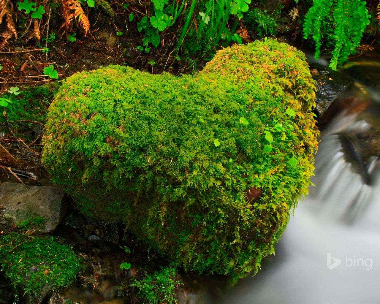 Abril de 2015 fondos de pantalla HD Bing #20 - 1280x1024