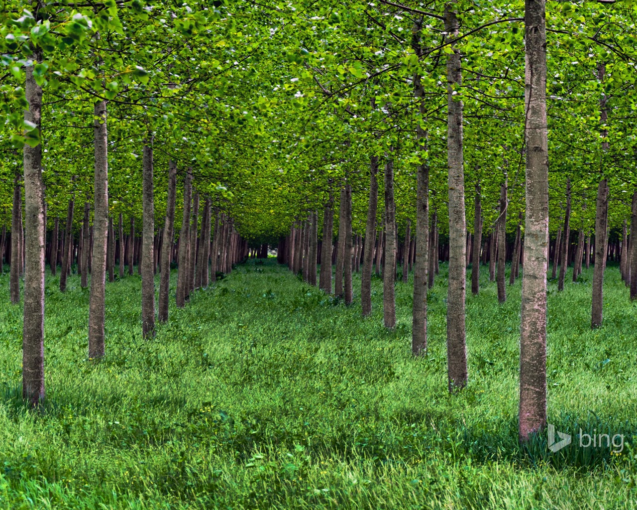 Května 2015 Bing HD tapety na plochu #28 - 1280x1024