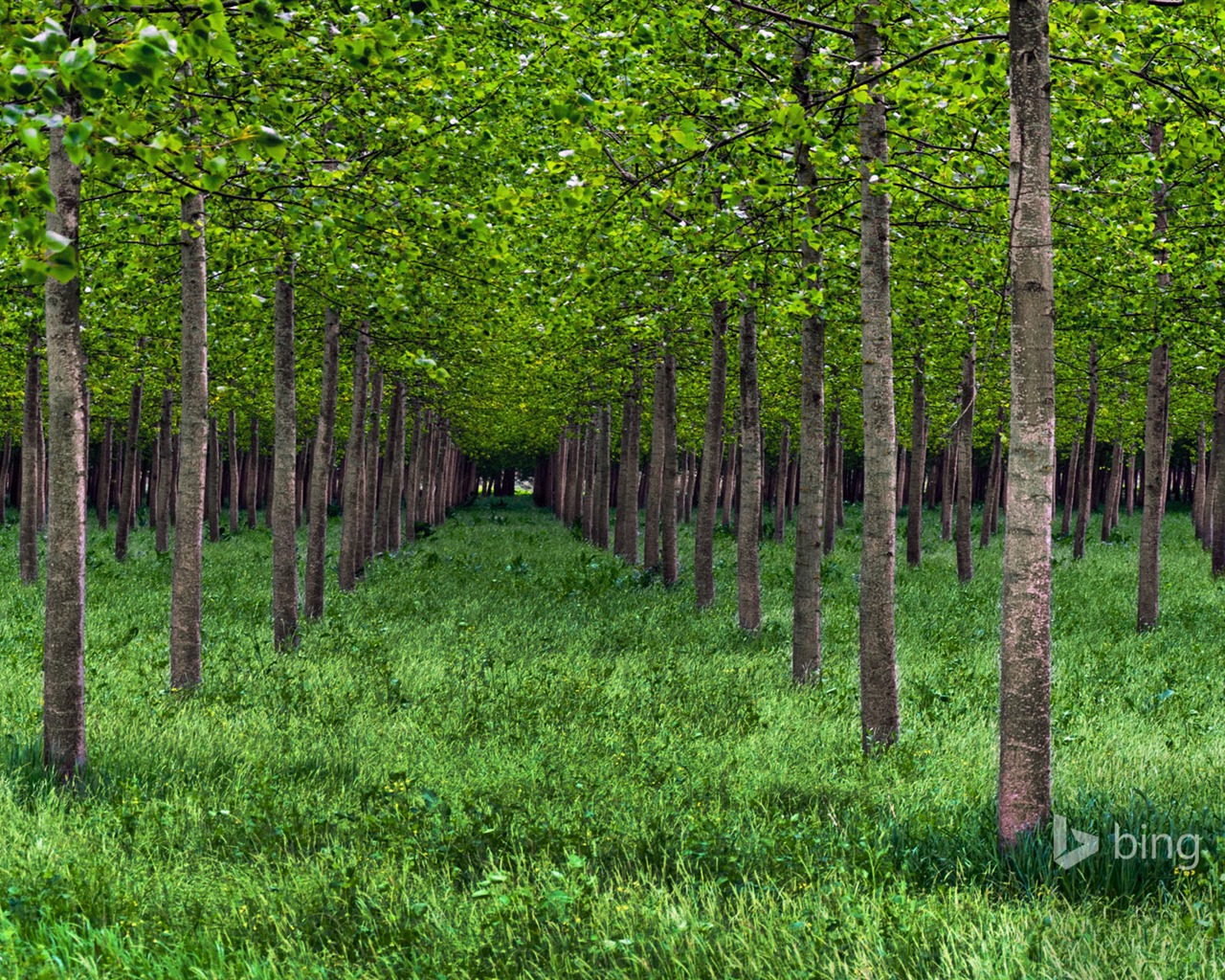 Mai 2015 fonds d'écran HD Bing #28 - 1280x1024