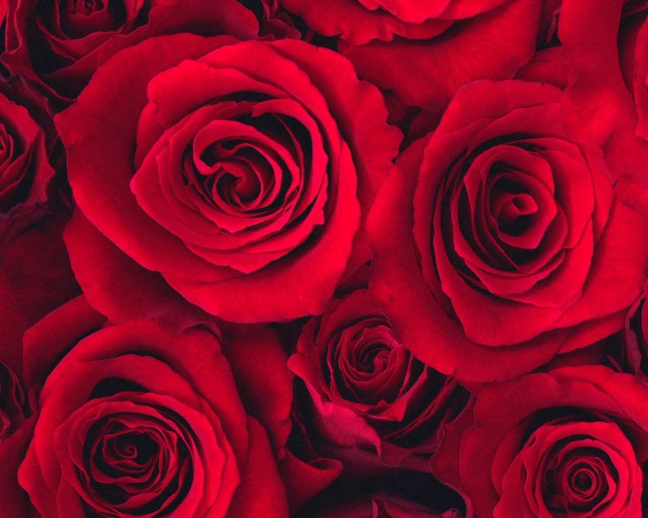 Krásné květy s rosy tapet HD #5 - 1280x1024