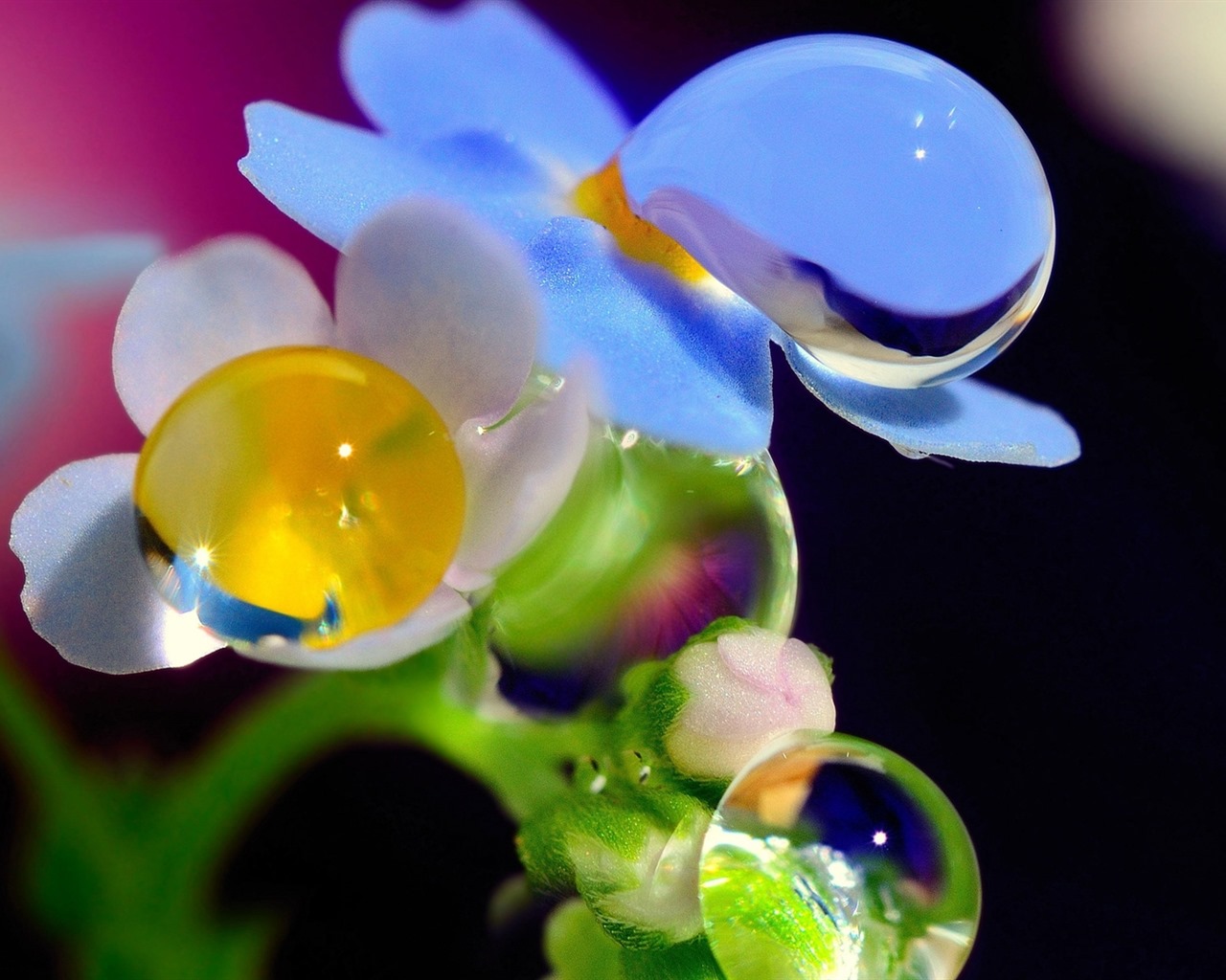 美麗的鮮花與露水 高清壁紙 #11 - 1280x1024