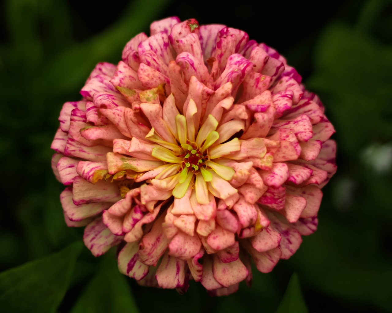 Krásné květy s rosy tapet HD #14 - 1280x1024