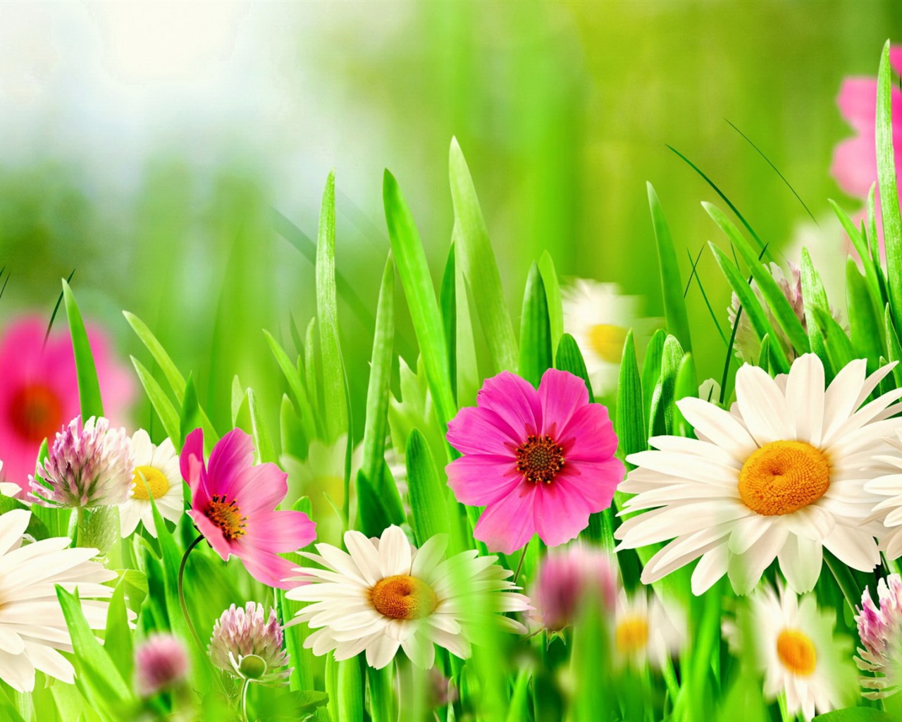 이슬의 HD 월페이퍼와 함께 아름 다운 꽃 #18 - 1280x1024