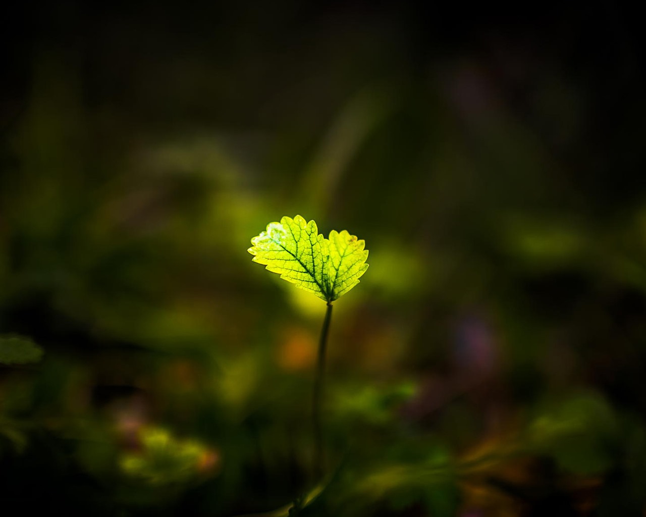 美丽的鲜花与露水 高清壁纸21 - 1280x1024