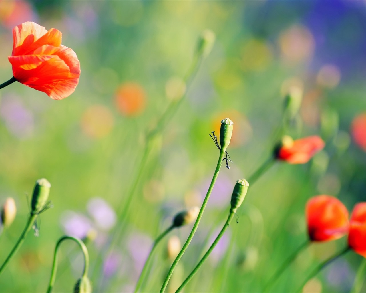 이슬의 HD 월페이퍼와 함께 아름 다운 꽃 #22 - 1280x1024