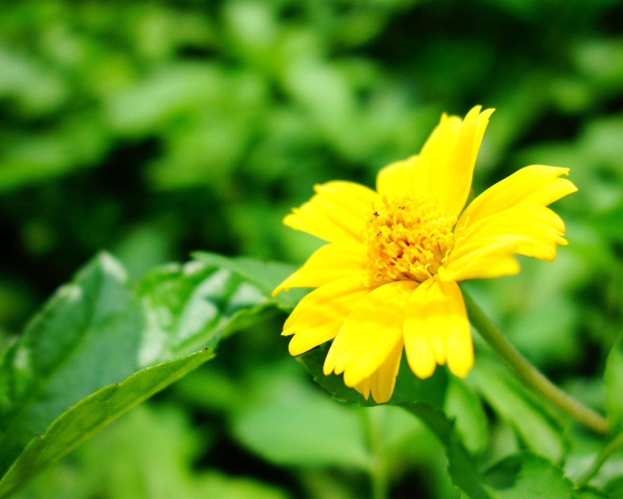 Belles fleurs fonds d'écran avec la rosée HD #23 - 1280x1024