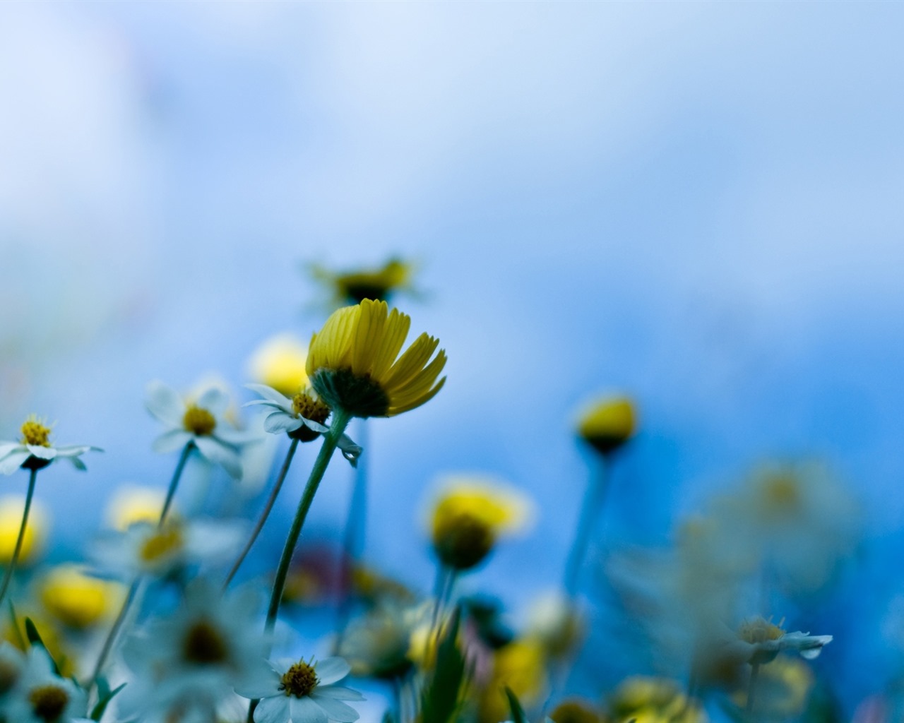 Belles fleurs fonds d'écran avec la rosée HD #25 - 1280x1024