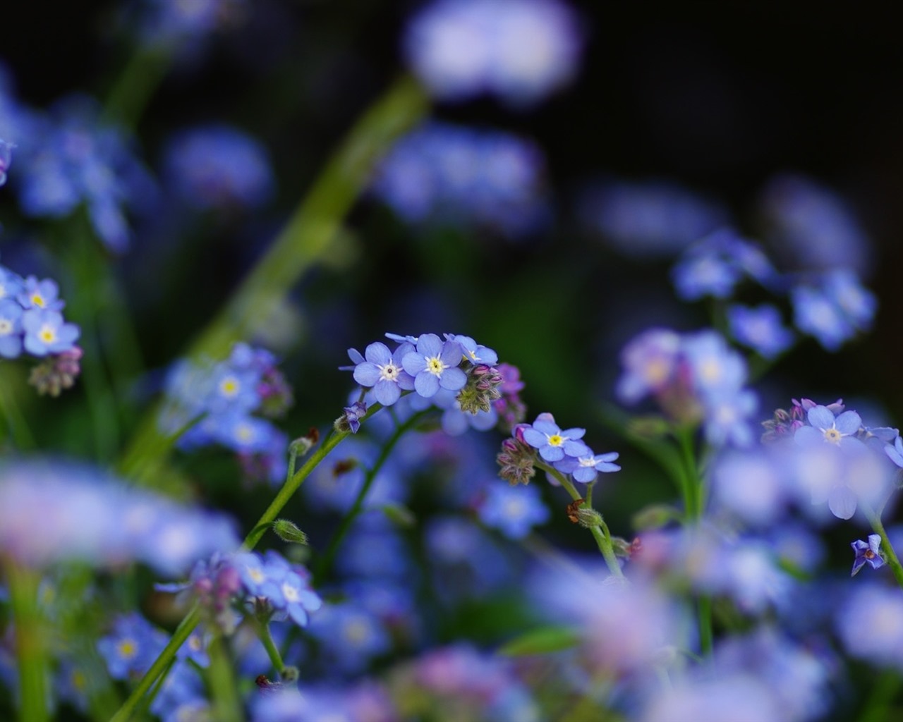 Belles fleurs fonds d'écran avec la rosée HD #26 - 1280x1024