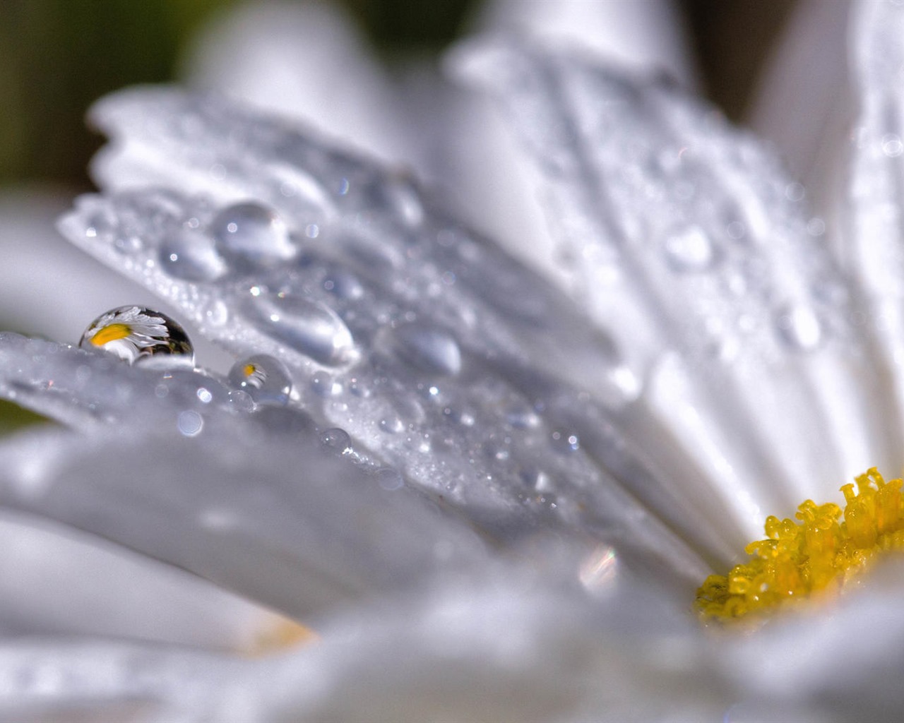 Beautiful flowers with dew HD wallpapers #28 - 1280x1024