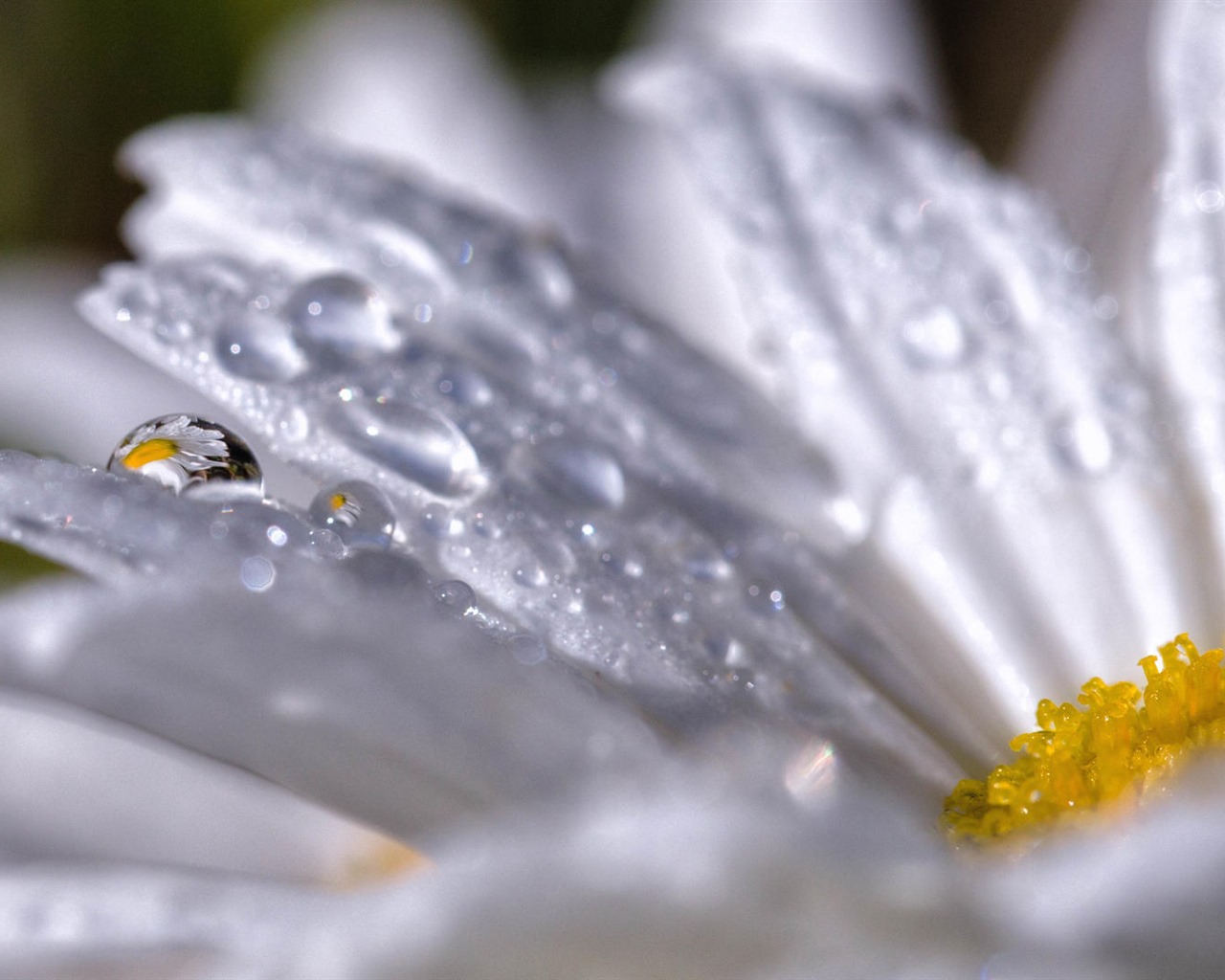 Belles fleurs fonds d'écran avec la rosée HD #28 - 1280x1024