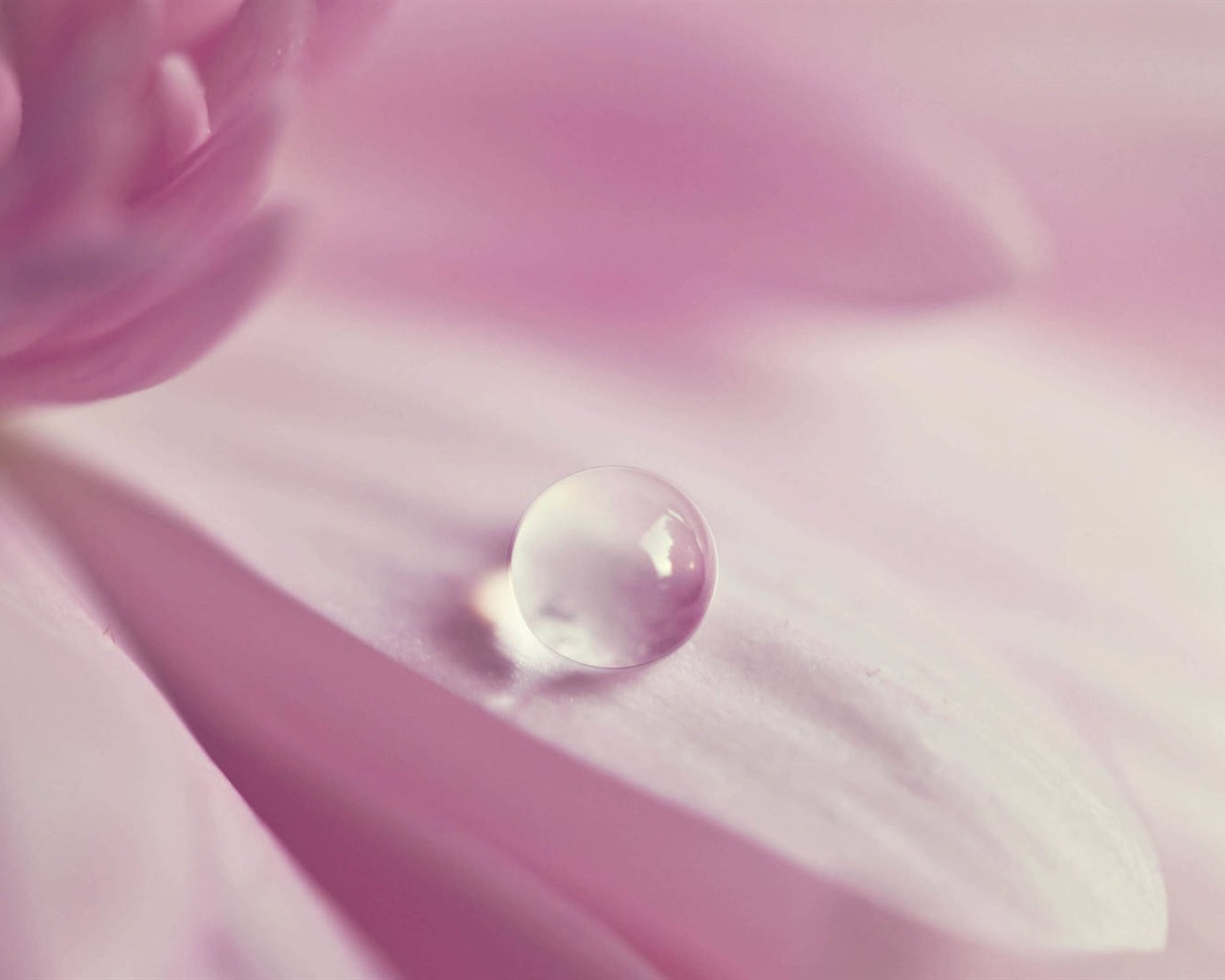 Beautiful flowers with dew HD wallpapers #29 - 1280x1024