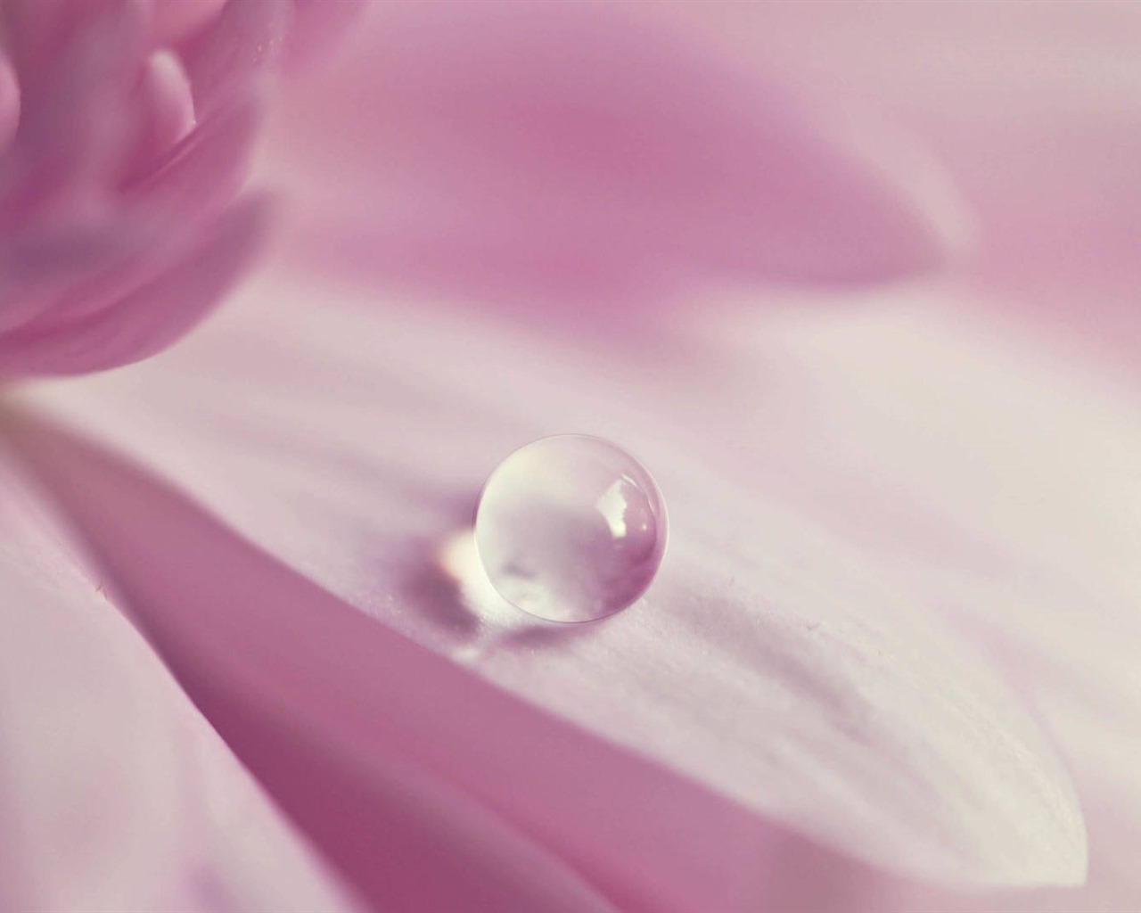 美麗的鮮花與露水 高清壁紙 #29 - 1280x1024