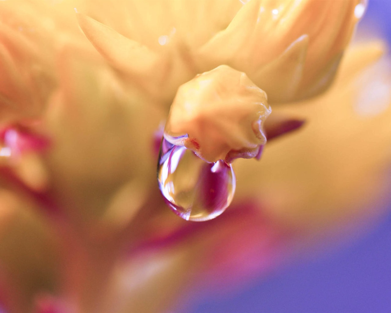Belles fleurs fonds d'écran avec la rosée HD #30 - 1280x1024
