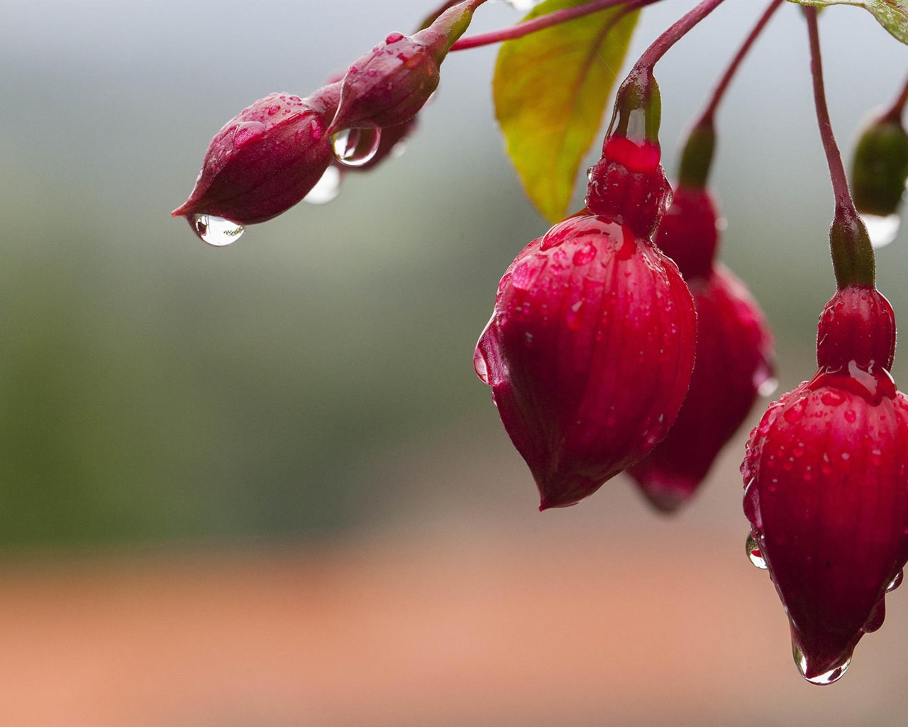 Beautiful flowers with dew HD wallpapers #31 - 1280x1024