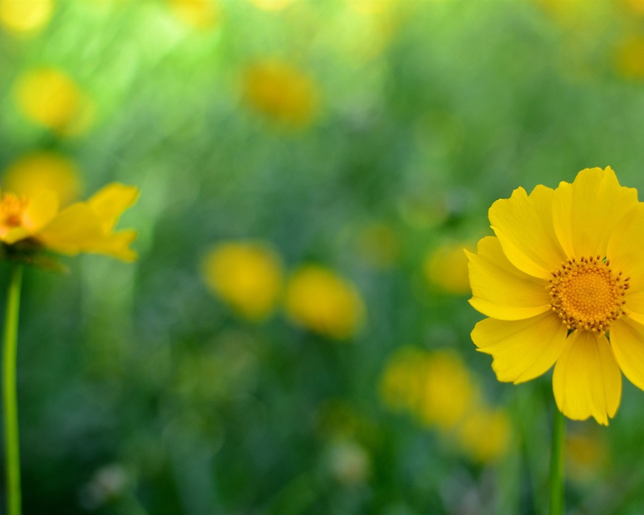 Belles fleurs fonds d'écran avec la rosée HD #32 - 1280x1024