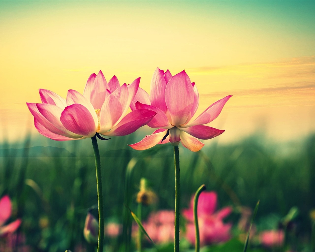 美麗的鮮花與露水 高清壁紙 #33 - 1280x1024