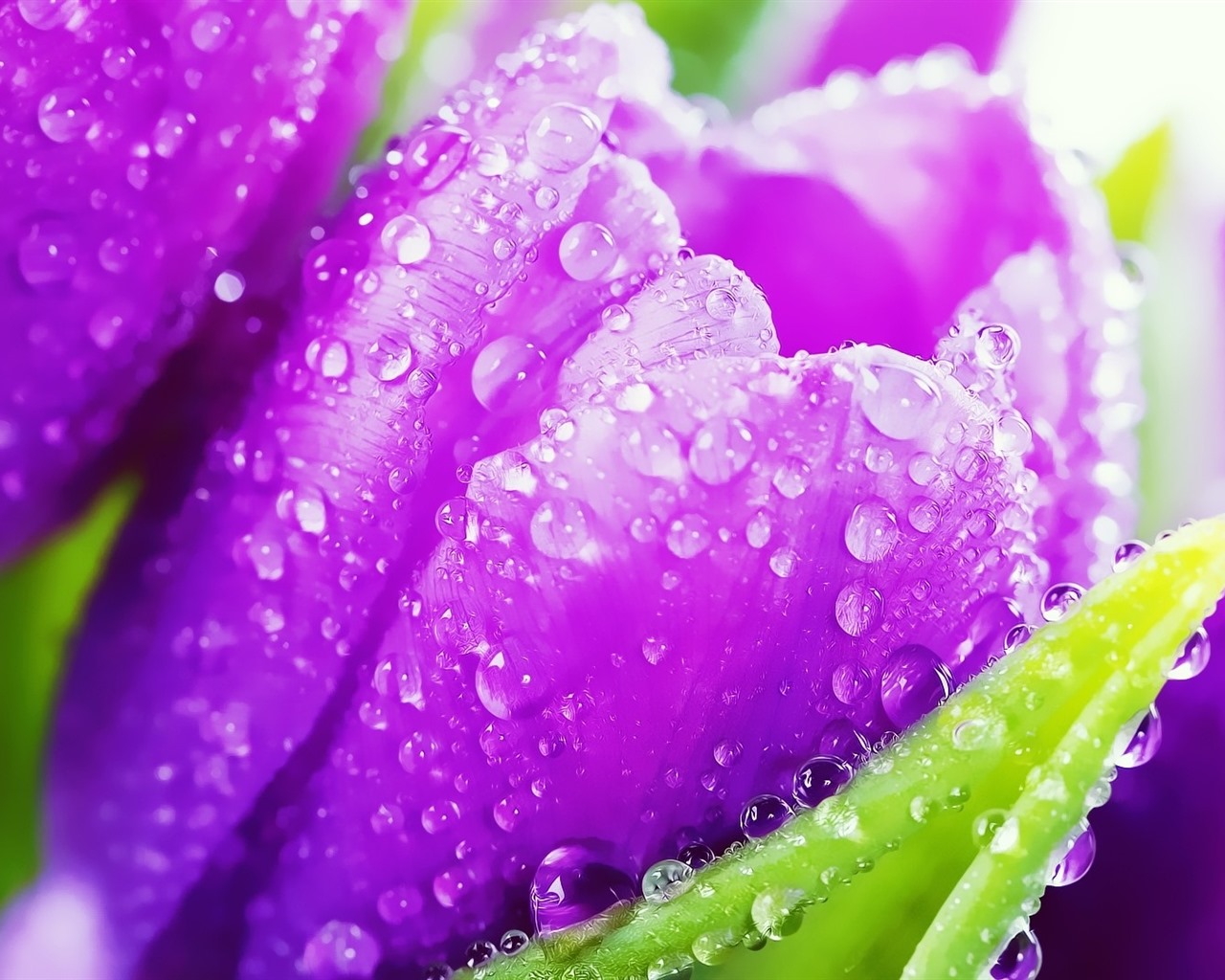 Beautiful flowers with dew HD wallpapers #34 - 1280x1024