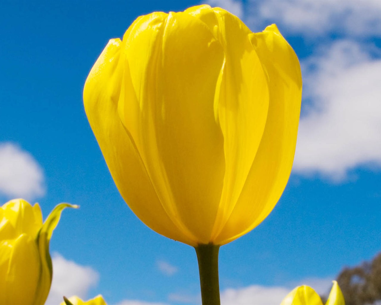Fondos de pantalla HD de flores tulipanes frescos y coloridos #3 - 1280x1024
