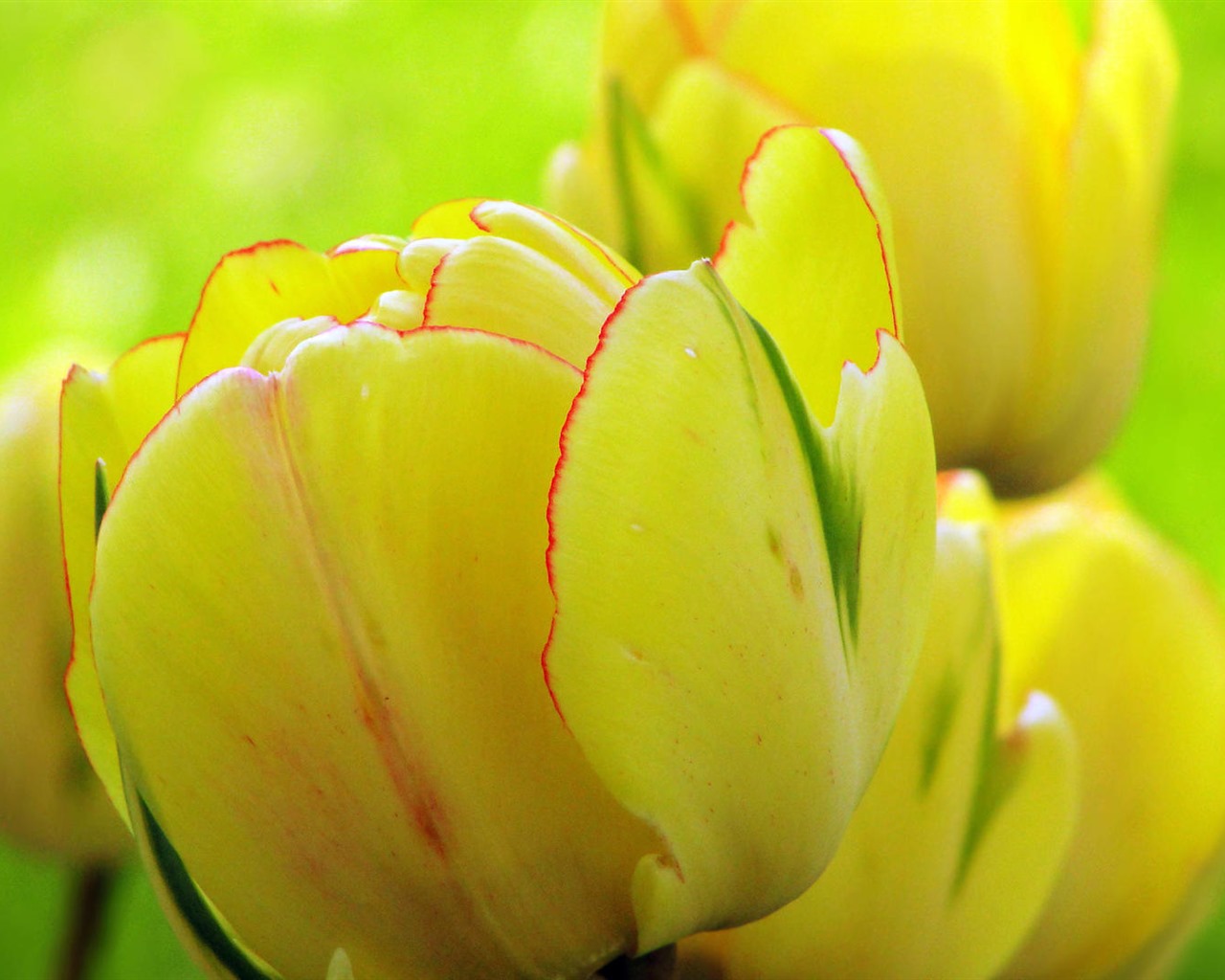 清新多彩的鬱金香花 高清壁紙 #6 - 1280x1024