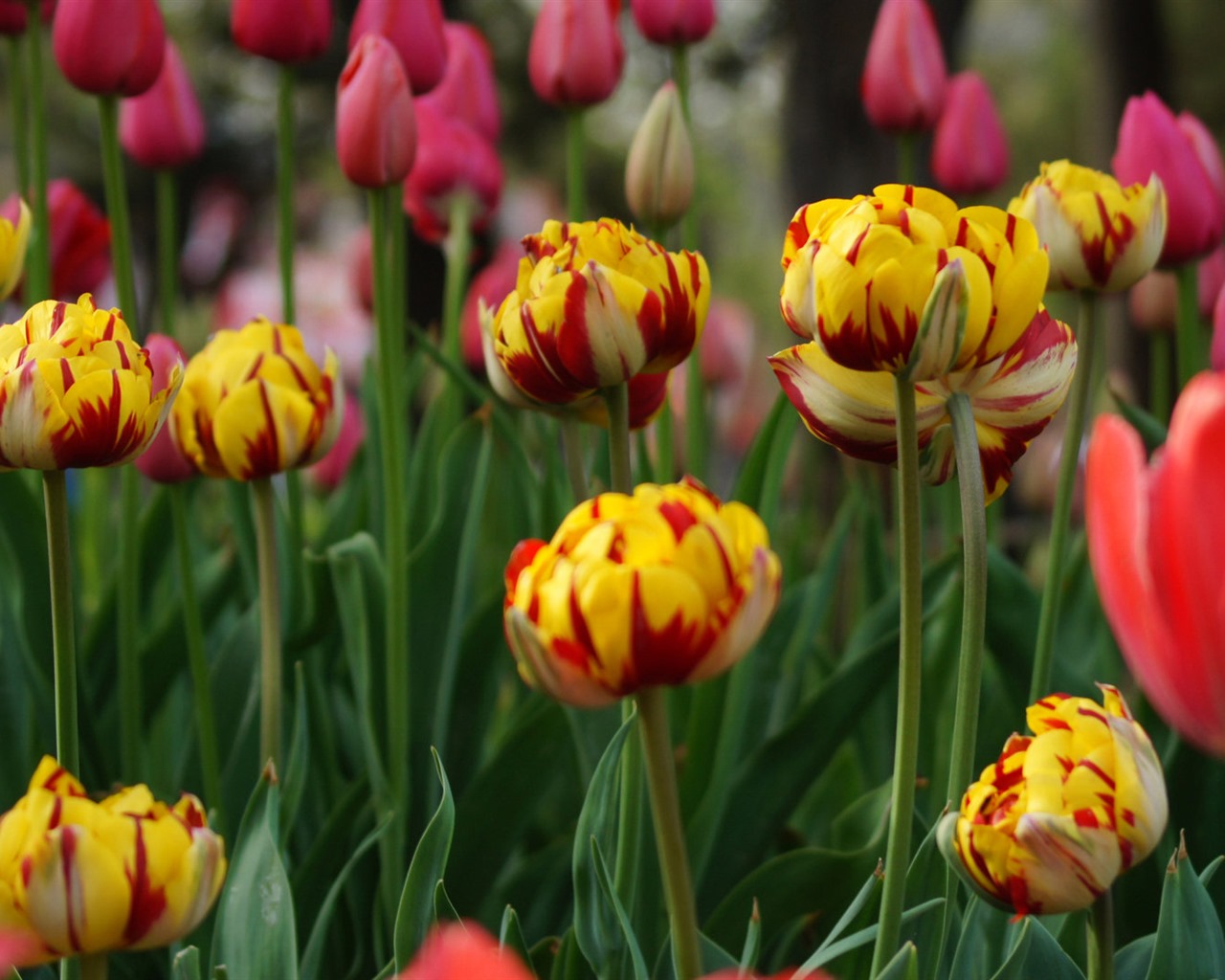 Fondos de pantalla HD de flores tulipanes frescos y coloridos #7 - 1280x1024