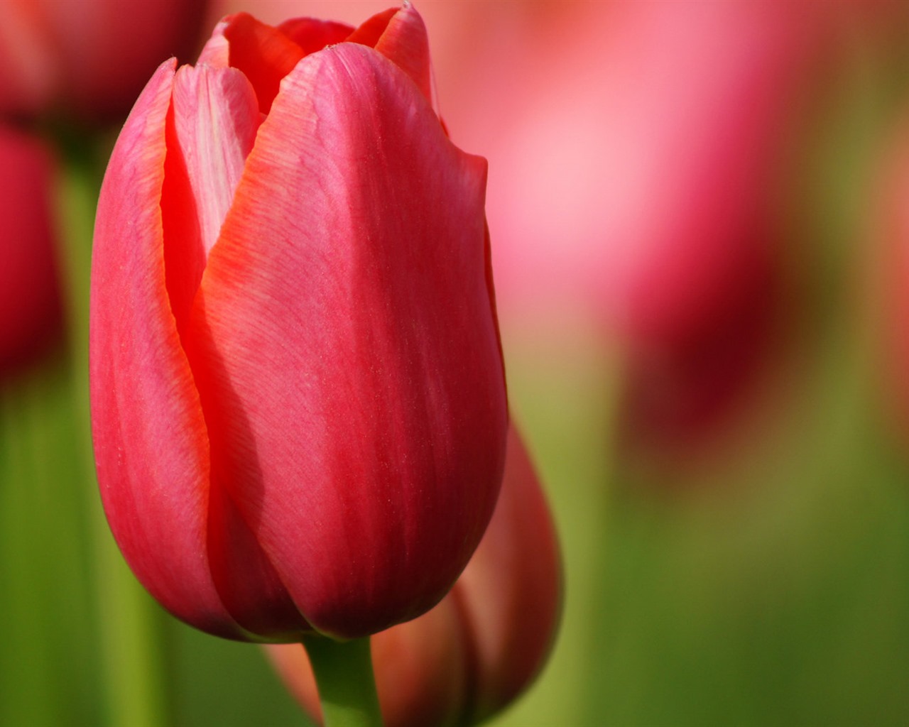 Fresh and colorful tulips flower HD wallpapers #8 - 1280x1024