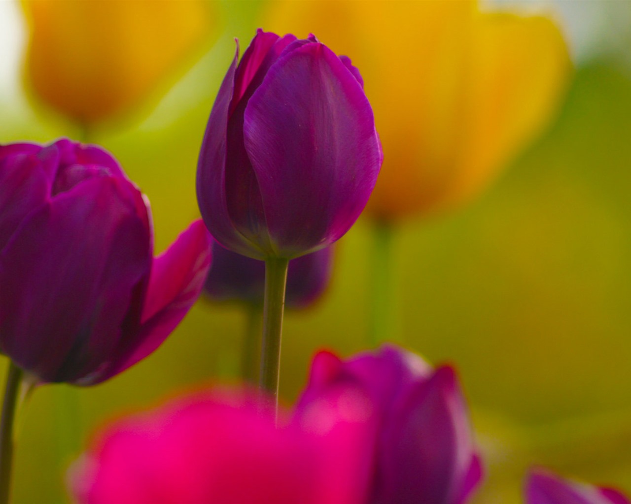 신선하고 화려한 튤립 꽃의 HD 배경 화면 #9 - 1280x1024