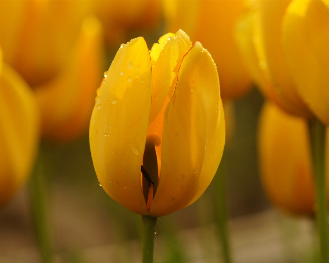 Fondos de pantalla HD de flores tulipanes frescos y coloridos #10 - 1280x1024
