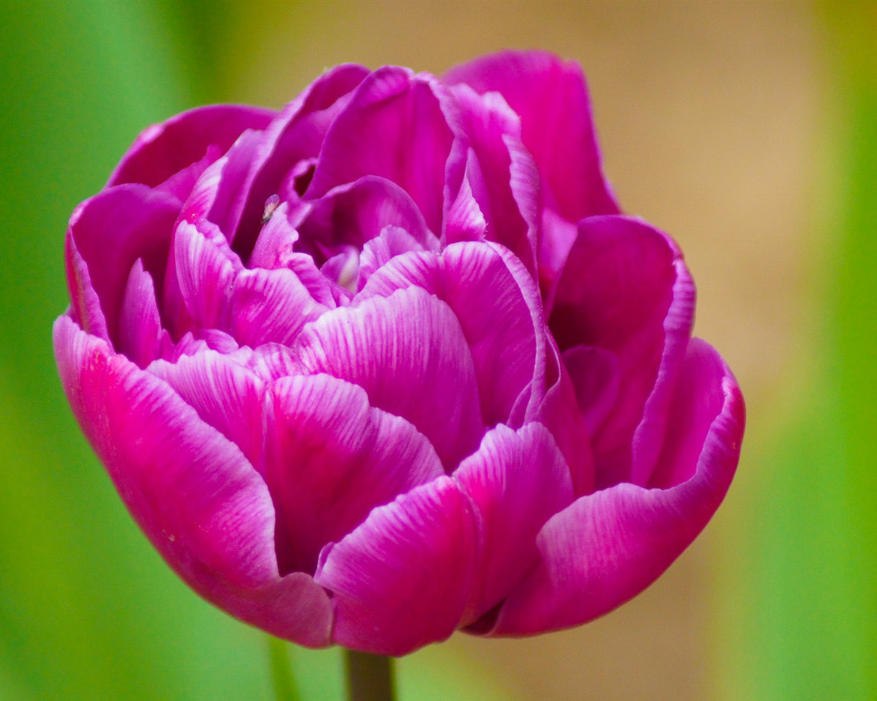 Fonds d'écran HD tulipes fleurs fraîches et colorées #11 - 1280x1024